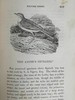 1832年 比维克《英国鸟类史》（全2卷） 近200幅版画插图 皮装 商品缩略图10