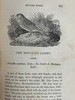 1832年 比维克《英国鸟类史》（全2卷） 近200幅版画插图 皮装 商品缩略图11