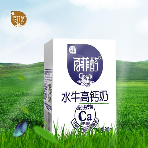 百菲酪 高钙水牛奶 商品图5