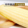 东北甜糯玉米 金奖销量王，香糯甜 ，非转基因，农场有机种植，粗纤维营养早餐， 商品缩略图7