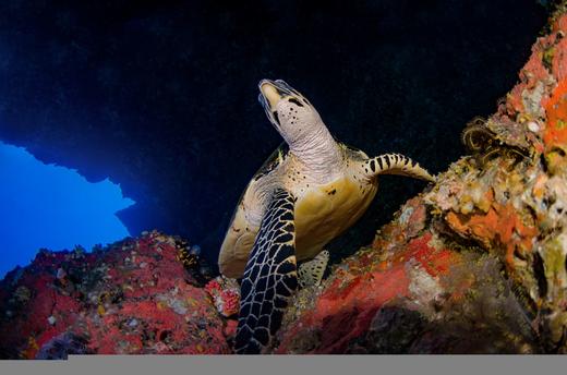 【行程】缅甸丹老群岛度假村/船宿潜水 商品图3