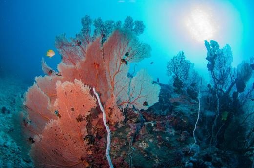 【行程】缅甸丹老群岛度假村/船宿潜水 商品图9