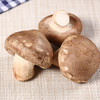 新鲜香菇300g±20g【团购价6.6元/份】 商品缩略图5