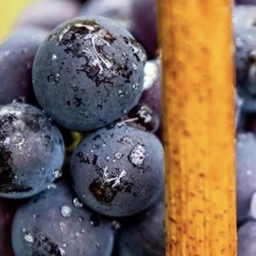 槟客旅行 | 香槟区采摘一日游 商品图0