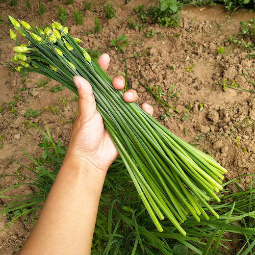 当日鲜-韭苔 新鲜蔬菜韭菜苔脆嫩清香 现拔发货农家自产