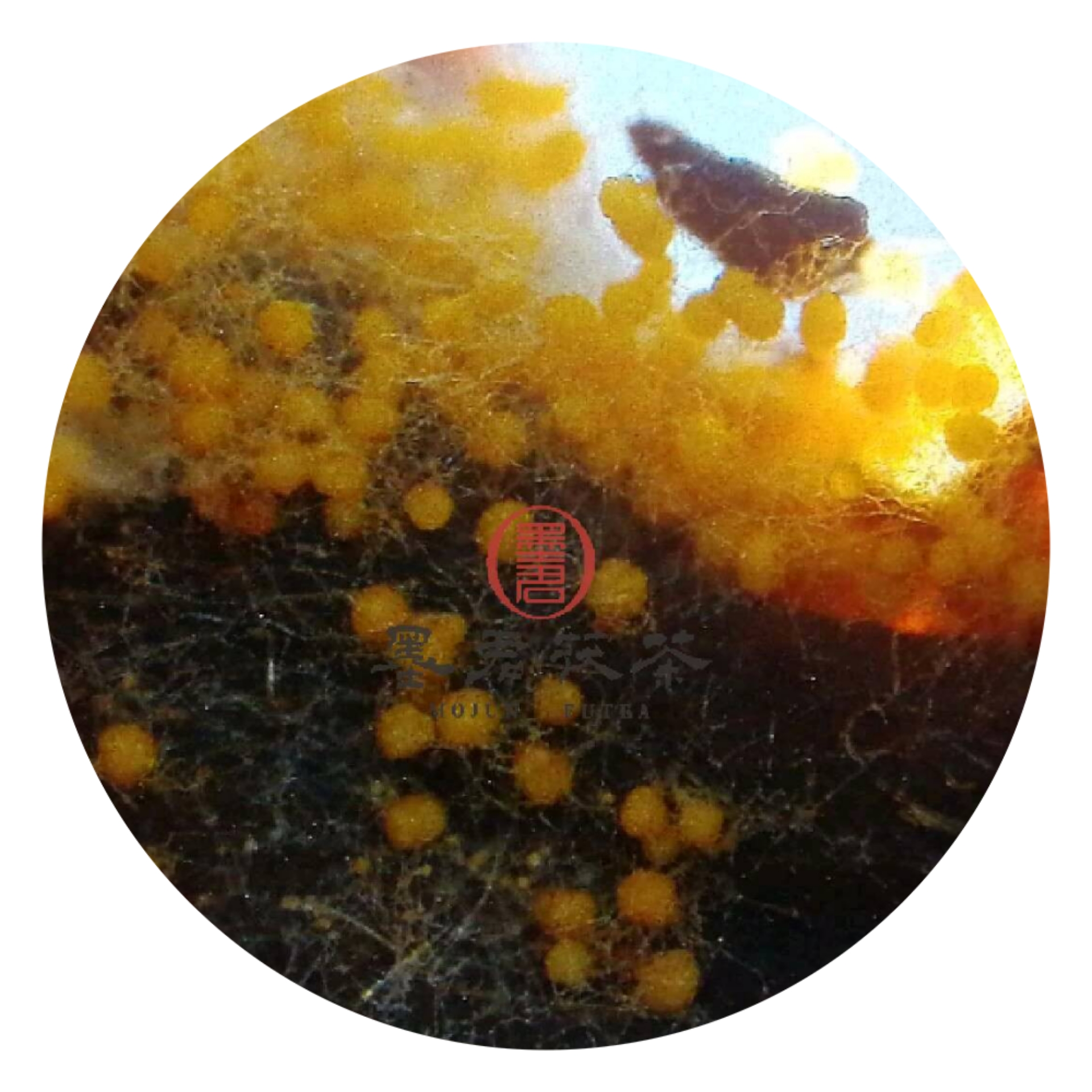 墨君茯茶试饮装（本品不单独发货，可与其他商品一同拍下）