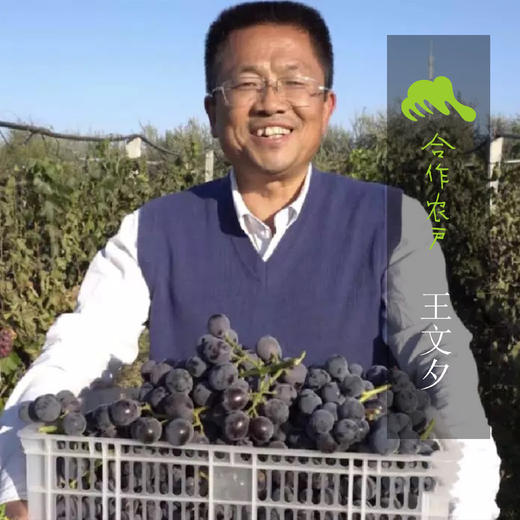 有机巨峰葡萄（深圳自提，预售） | 合作生产*Organic Kyoho grapes | Coproduction 商品图4