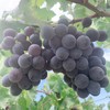有机巨峰葡萄（深圳自提，预售） | 合作生产*Organic Kyoho grapes | Coproduction 商品缩略图2