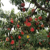 生态水蜜桃 | 合作生产 *Eco-Peach | Coproduction 商品缩略图2