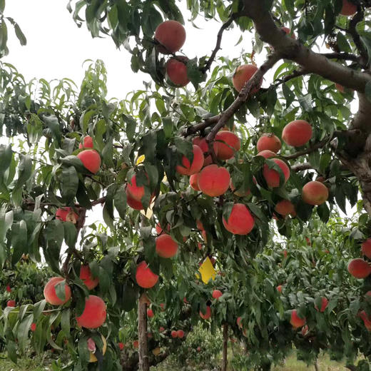 生态水蜜桃 | 合作生产 *Eco-Peach | Coproduction 商品图2