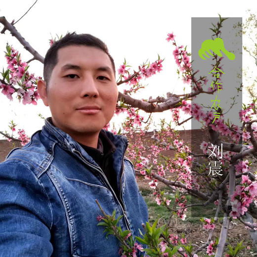 生态水蜜桃 | 合作生产 *Eco-Peach | Coproduction 商品图4