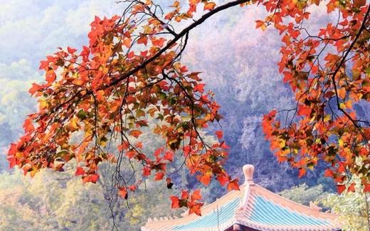 【部门活动15人起订】小鸟天堂+圭峰山红叶+梅州大院+浸泡康桥温泉悠闲江门2天温泉之旅 商品图2