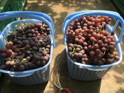 G20特供 浦江巨峰“二次果”葡萄（个小、更甜） 商品图1