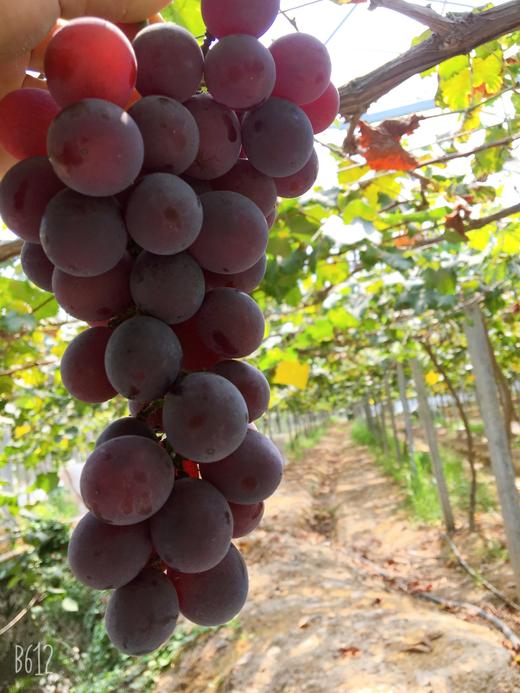 G20特供 浦江巨峰“二次果”葡萄（个小、更甜） 商品图0