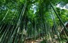 1002莫干山4天3晚定制行程尾款（8人） 商品缩略图0