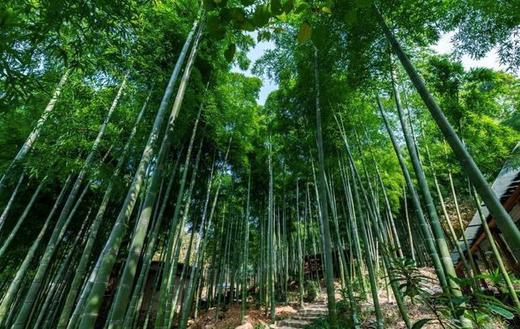 1002莫干山4天3晚定制行程尾款（8人） 商品图0