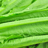 油麦菜1.8斤±50g【团购价7.28元/份】 商品缩略图2