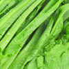 油麦菜1.8斤±50g【团购价7.28元/份】 商品缩略图1