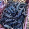 马来虾皇1.5kg，活冻生虾🦐个头超大有一只手掌大，味鲜嫩弹，壳薄虾肥，只卖虾不卖冰渣 商品缩略图8