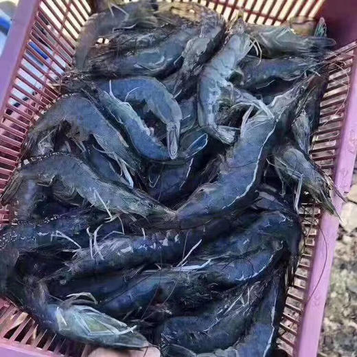 马来虾皇1.5kg，活冻生虾🦐个头超大有一只手掌大，味鲜嫩弹，壳薄虾肥，只卖虾不卖冰渣 商品图8