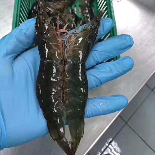马来虾皇1.5kg，活冻生虾🦐个头超大有一只手掌大，味鲜嫩弹，壳薄虾肥，只卖虾不卖冰渣 商品图5