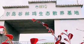  尔岛谷林鸡生态散养基地已升级 