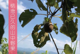  惦念已久的山中野果 