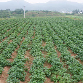  新春祝福 | 肺炎下的你我如何从容 