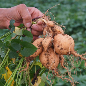  预售正式开启，“我知道你等这一刻已经很久了” 