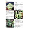 700种多肉植物原se图鉴 第二版 商品缩略图5