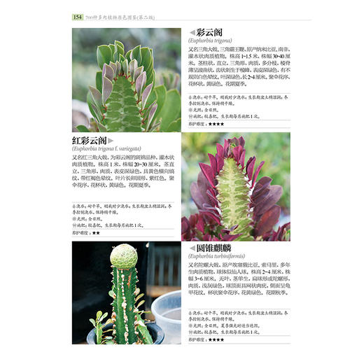 700种多肉植物原se图鉴 第二版 商品图7