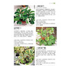700种多肉植物原se图鉴 第二版 商品缩略图4