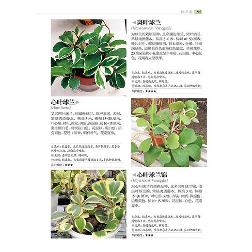 700种多肉植物原se图鉴 第二版 商品图4