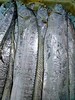 吕四野生带鱼/斤 商品缩略图0