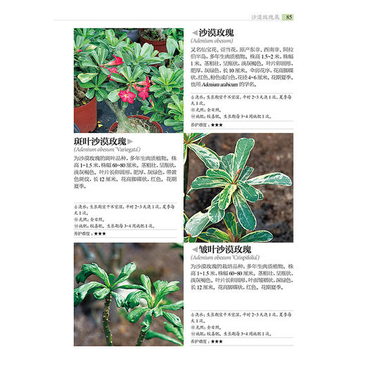 700种多肉植物原se图鉴 第二版 商品图3