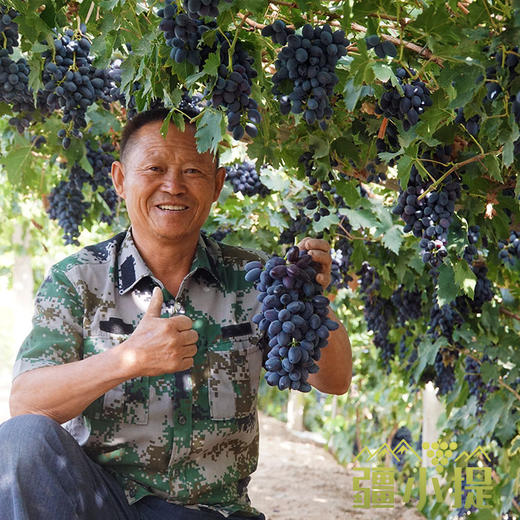 新疆黑美人葡萄4斤装买两件自动赠送一份薰衣草干花 商品图1