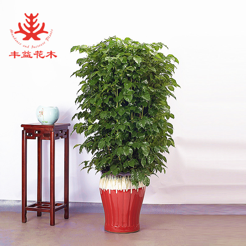 招财进宝 3盆组绿植套餐(红盆款)