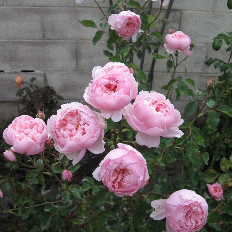 海蒂的花园 安尼克城堡室外灌木庭院花园花卉植物月季