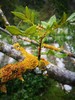 羌源六月椒 老品种  50克花椒｜花椒麵 商品缩略图3