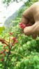 羌源六月椒 老品种  50克花椒｜花椒麵 商品缩略图4