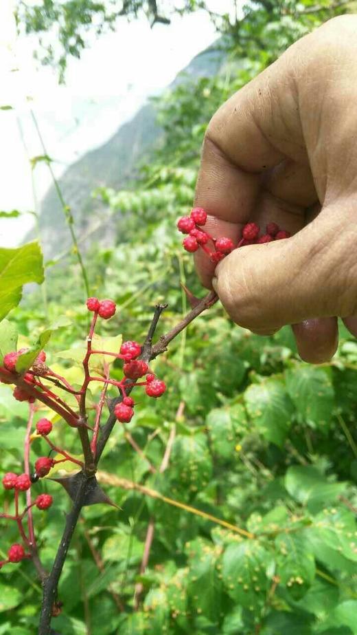 羌源六月椒 老品种  50克花椒｜花椒麵 商品图4