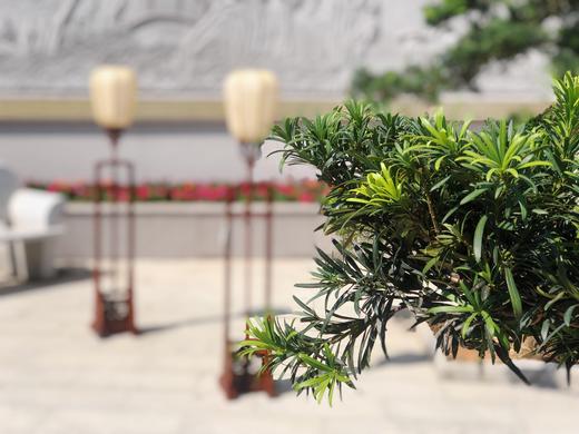 红桥红 家具严选  缅甸花梨(大果紫檀）  【宫灯】 商品图5