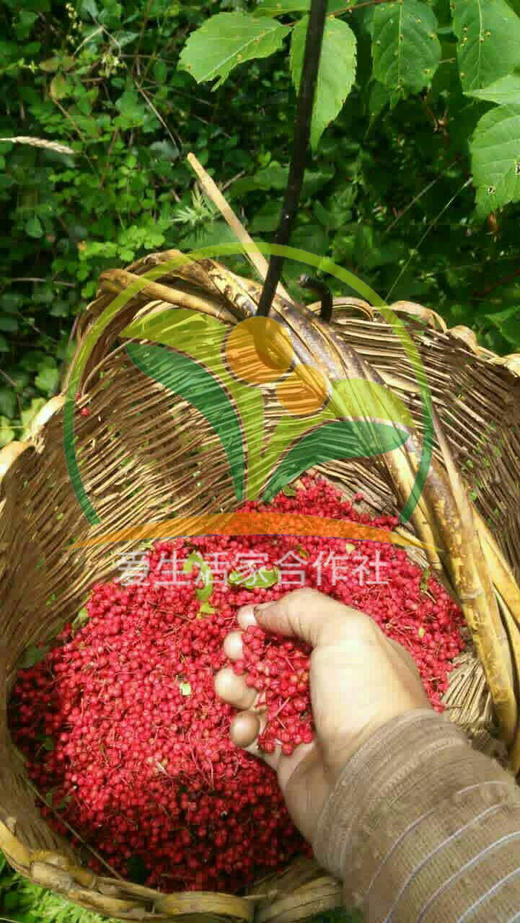 羌源六月椒 老品种  50克花椒｜花椒麵 商品图2