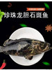 【珍珠龙胆石斑鱼】深海活鱼急冻 稀少1斤规格（每条1-1.2斤） 帮杀好 妈鲜网海鲜基地直供！ 商品缩略图0