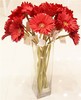 红色扶郎花10枝一扎 商品缩略图1