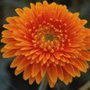 橙色扶郎花10枝一扎 商品缩略图0