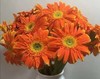 橙色扶郎花10枝一扎 商品缩略图2