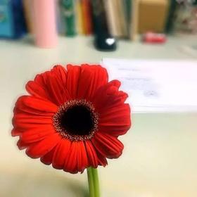 红色扶郎花10枝一扎