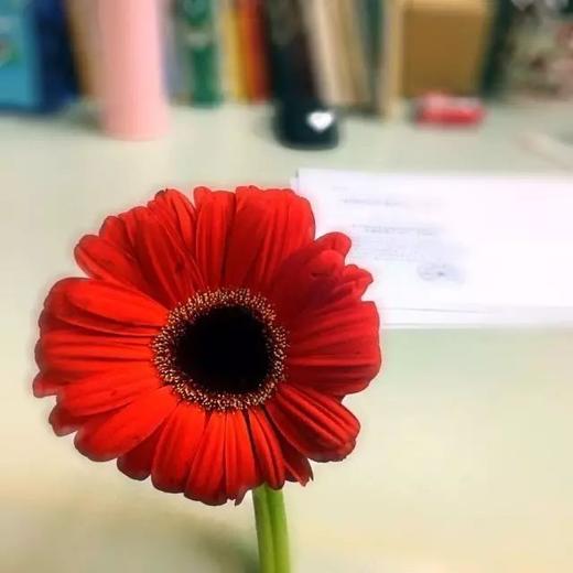 红色扶郎花10枝一扎 商品图0