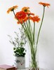 橙色扶郎花10枝一扎 商品缩略图3
